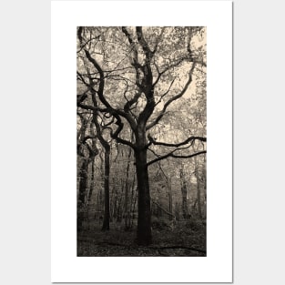 Black and White Trees Posters and Art